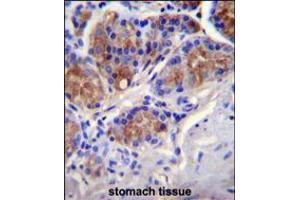 CASP12 Antibody immunohistochemistry analysis in formalin fixed and paraffin embedded human stomach tissue followed by peroxidase conjugation of the secondary antibody and DAB staining. (Caspase 12 anticorps  (AA 165-193))