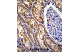 EXOC3L Antibody immunohistochemistry analysis in formalin fixed and paraffin embedded human kidney tissue followed by peroxidase conjugation of the secondary antibody and DAB staining. (EXOC3L1 anticorps  (C-Term))