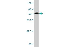 Western Blot detection against Immunogen (62.