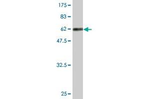 Western Blot detection against Immunogen (63.