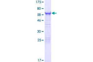 Image no. 1 for CWC27 Spliceosome-Associated Protein Homolog (Cwc27) (AA 1-291) protein (GST tag) (ABIN1319357)