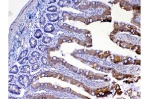 IHC testing of FFPE rat small intestine tissue with UGT1A1 antibody at 1ug/ml.