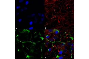 Immunocytochemistry/Immunofluorescence analysis using Mouse Anti-ATF4 Monoclonal Antibody, Clone S360A-24 (ABIN1741053).