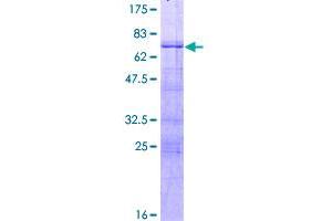 Image no. 1 for Forkhead Box A3 (FOXA3) (AA 1-350) protein (GST tag) (ABIN1354329)