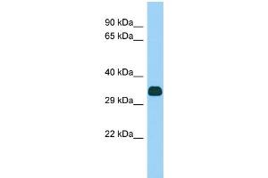 Host: Rabbit Target Name: Fank1 Sample Type: Rat pancreas lysates Antibody Dilution: 1.