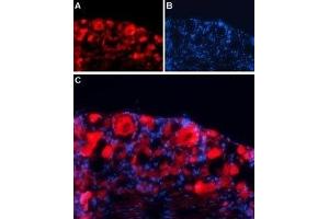Expression of GABA(A) γ1 receptor in rat DRG - Immunohistochemical staining of rat dorsal root ganglion (DRG) frozen sections using Anti-GABA(A) γ1 Receptor Antibody (ABIN7043192, ABIN7044313 and ABIN7044314), followed by goat anti-rabbit-AlexaFluor-594 secondary antibody.