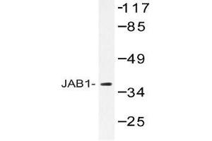 Western blot (WB) analysis of JAB1 antibody in extracts from 293 cells. (COPS5 anticorps)