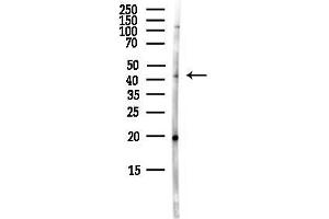 anti-Isocitrate Dehydrogenase 3 (NAD+) beta (IDH3B) (N-Term) antibody