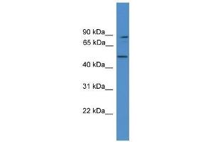 Western Blot showing ZER1 antibody used at a concentration of 1. (ZER1 anticorps  (Middle Region))