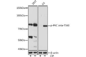 Western blot analysis of extracts of various cell lines, using Phospho-PKC zeta-T560 Rabbit mAb (ABIN7269640) at 1:1000 dilution. (PKC zeta anticorps  (pThr560))
