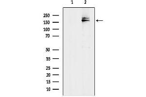 Western blot analysis of lysates from , using MRP7 Antibody.