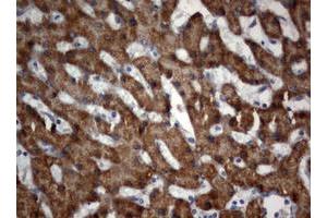 Image no. 1 for anti-3-Oxoacyl-ACP Synthase, Mitochondrial (OXSM) (AA 78-343) antibody (ABIN1491674)