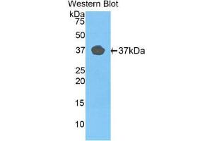 Western Blotting (WB) image for anti-Fibulin 4 (FBLN4) (AA 278-366) antibody (ABIN1858819) (FBLN4 anticorps  (AA 278-366))