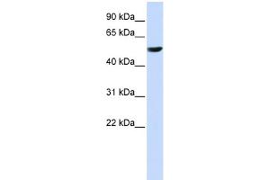 WB Suggested Anti-CYB561 Antibody Titration:  0. (CYB561 anticorps  (Middle Region))