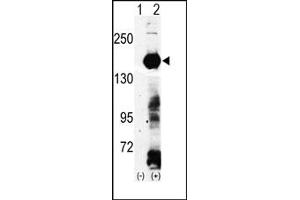 Image no. 1 for anti-Lysine (K)-Specific Demethylase 4A (KDM4A) (N-Term) antibody (ABIN356585) (KDM4A anticorps  (N-Term))