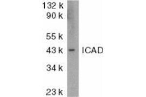 Western blot analysis of ICAD in mouse lung tissue lysate with AP30398PU-N ICAD antibody at 1 μg/ml. (DFFA anticorps  (N-Term))