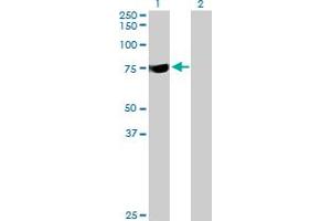 Western Blot analysis of SYTL3 expression in transfected 293T cell line by SYTL3 MaxPab polyclonal antibody. (SYTL3 anticorps  (AA 1-610))