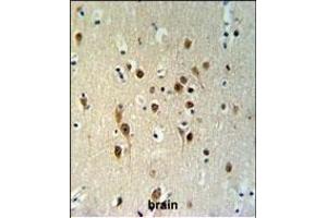 TOX3 Antibody (Center) (ABIN651009 and ABIN2840037) IHC analysis in formalin fixed and paraffin embedded brain tissue followed by peroxidase conjugation of the secondary antibody and DAB staining.