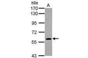Image no. 1 for anti-Early B-Cell Factor 1 (EBF1) (AA 57-317) antibody (ABIN1497945) (EBF1 anticorps  (AA 57-317))