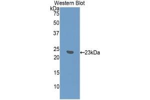 Detection of Recombinant IFNa7, Mouse using Polyclonal Antibody to Interferon Alpha 7 (IFNa7) (IFNA7 anticorps  (AA 24-190))
