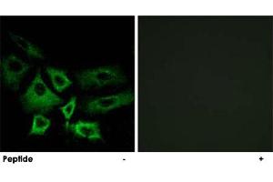 Immunofluorescence analysis of A-549 cells, using NT5C1A polyclonal antibody . (NT5C1A anticorps)