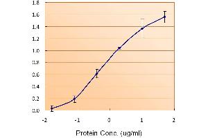 ABIN334402 (1. (FTL anticorps  (C-Term))