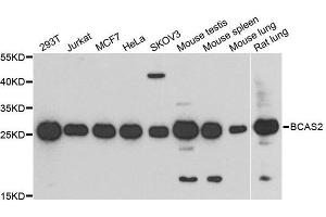 Western blot analysis of extracts of various cell lines, using BCAS2 antibody. (BCAS2 anticorps  (AA 1-225))