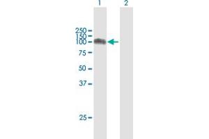 Western Blot analysis of MME expression in transfected 293T cell line by MME MaxPab polyclonal antibody.