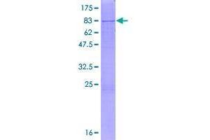 SDS-PAGE (SDS) image for Galactose 3-O-Sulfotransferase 4 (GAL3ST4) (AA 1-486) protein (GST tag) (ABIN1798565)