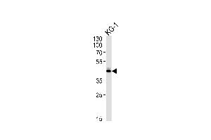 SIRT3 Antibody (C-term) (ABIN390178 and ABIN2840669) western blot analysis in KG-1 cell line lysates (35 μg/lane).
