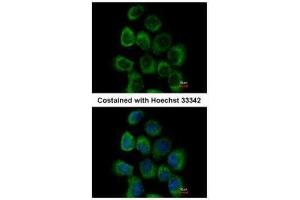 ICC/IF Image Immunofluorescence analysis of paraformaldehyde-fixed A431, using alpha Dystroglycan, antibody at 1:500 dilution. (Dystroglycan anticorps)