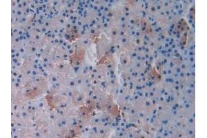 Detection of UCN in Rat Adrenal gland Tissue using Polyclonal Antibody to Urocortin (UCN)