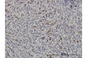 Immunoperoxidase of monoclonal antibody to PRKAA1 on formalin-fixed paraffin-embedded human spleen.