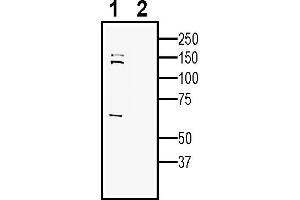Western blot analysis of human SH-SY5Y neuroblastoma cell line lysate:1. (SEZ6 anticorps  (Extracellular))