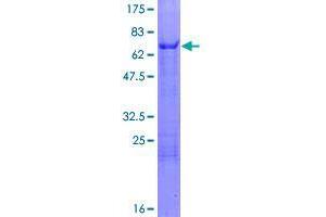 Image no. 1 for Single Stranded DNA Binding Protein 4 (SSBP4) (AA 1-385) protein (GST tag) (ABIN1321395)