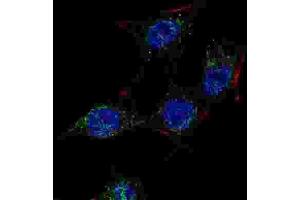Immunofluorescence (IF) image for anti-SREBF chaperone (SCAP) antibody (ABIN3003807)