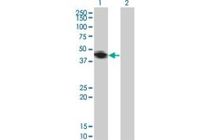 Western Blot analysis of RNF133 expression in transfected 293T cell line by RNF133 monoclonal antibody (M01), clone 3D6.