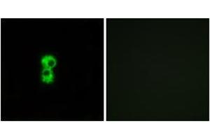 Immunofluorescence analysis of MCF7 cells, using OR1D4/5 Antibody. (OR1D4/5 anticorps  (AA 200-249))