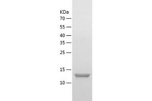 Western Blotting (WB) image for Hect Domain and RLD 3 (HERC3) (AA 232-358) protein (His tag) (ABIN7123282)