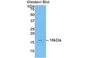 Western Blotting (WB) image for anti-Transforming Growth Factor, beta 1 (TGFB1) (AA 279-390) antibody (ABIN3209250) (TGFB1 anticorps  (AA 279-390))