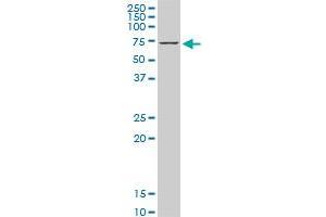 HSPA1B monoclonal antibody (M05), clone 2D11. (HSPA1B anticorps  (AA 531-611))