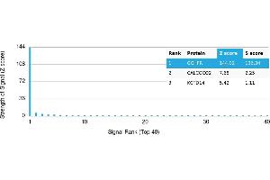 anti-GTP Cyclohydrolase I Feedback Regulator (GCHFR) antibody
