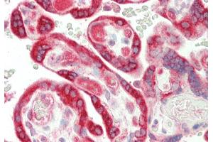 Rabbit Anti-TRIantibody  Formalin Fixed Paraffin Embedded Tissue: Human Placenta Primary antibody Concentration: 1:100 Secondary Antibody: Donkey anti-Rabbit-Cy3 Secondary Antibody Concentration: 1:200 Magnification: 20x Exposure Time: 0.