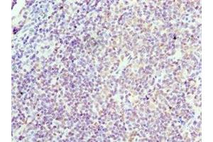 Immunohistochemistry of paraffin-embedded human tonsil tissue using ABIN7153394 at dilution of 1:100