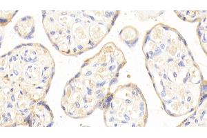 Detection of APOH in Human Placenta Tissue using Polyclonal Antibody to Apolipoprotein H (APOH) (APOH anticorps  (AA 22-345))