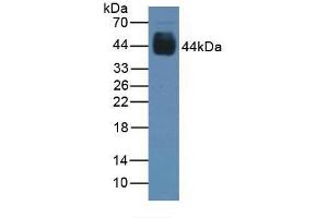 Figure. (PAX6 anticorps  (AA 1-130))