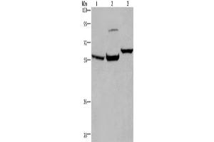 Western Blotting (WB) image for anti-Estrogen Receptor 1 (ESR1) antibody (ABIN2430022) (Estrogen Receptor alpha anticorps)