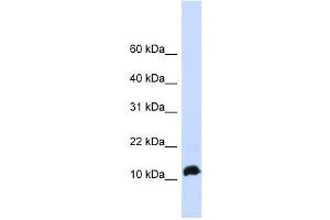 NHLH1 antibody used at 0. (NHLH1 anticorps  (Middle Region))