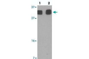 Western blot analysis of RILPL2 in A-549 cell lysate with RILPL2 polyclonal antibody  at (1) 1 and (2) 2 ug/mL. (RILPL2 anticorps  (Internal Region))
