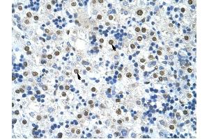 HNRPA0 antibody was used for immunohistochemistry at a concentration of 4-8 ug/ml to stain Hepatocytes (arrows) in Human Liver. (HNRNPA0 anticorps  (Middle Region))